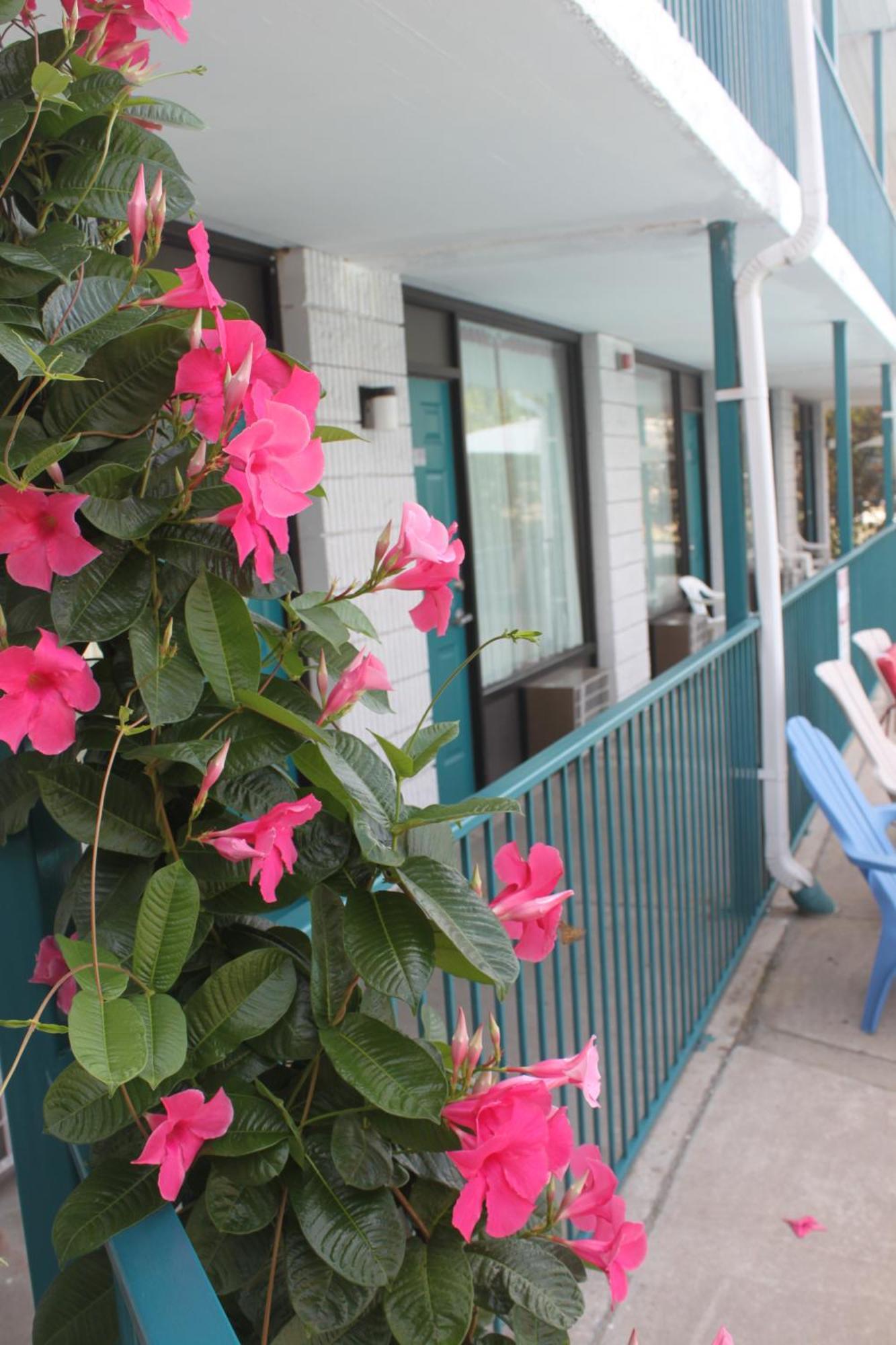 Queen Room with Two Queen Beds - Pet-friendly,380648599:JPEG